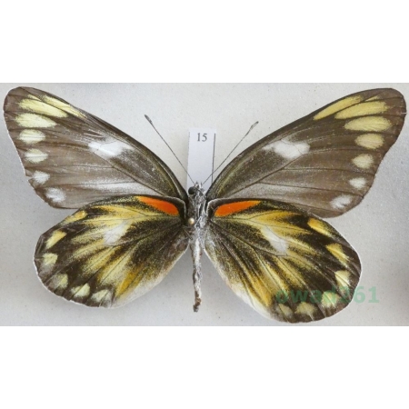 Delias zebuda Hewitson, 1862 female reverse Indonesia, Sulawesi15